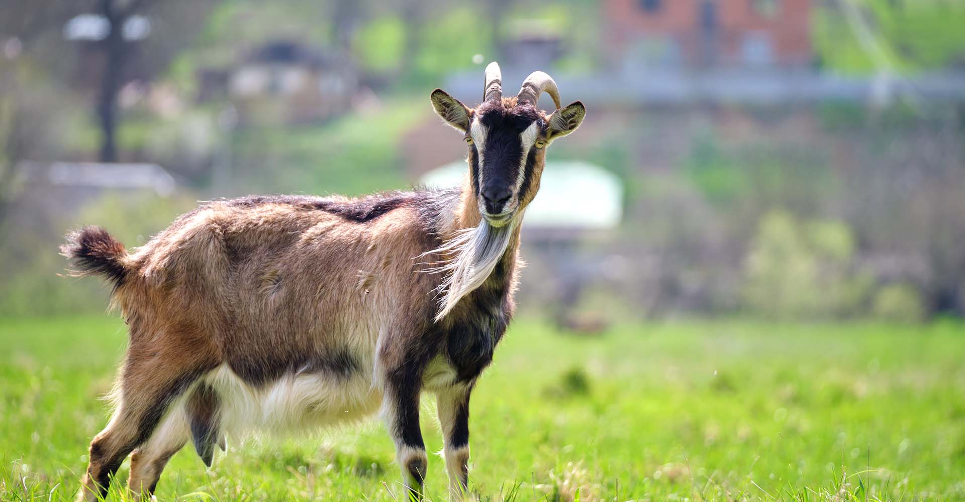 011_0001_domestic-milk-goat-with-long-beard-horns-grazing-green-farm-pasture-summer-day-feeding-cattle-farmland-grasslan
