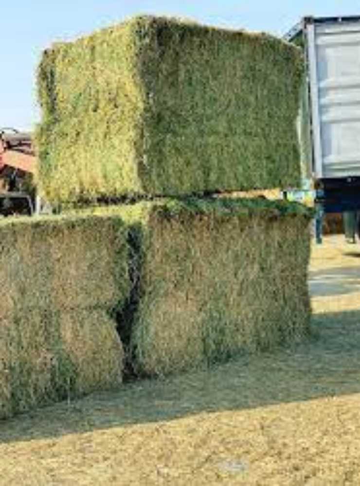 Peanut Hay