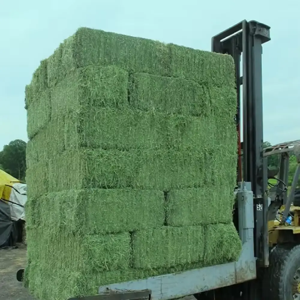 Alfalfa hay bales