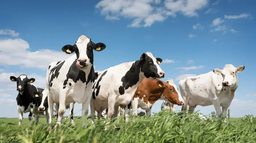 Benefits of Alfalfa Hay for Dairy Cows