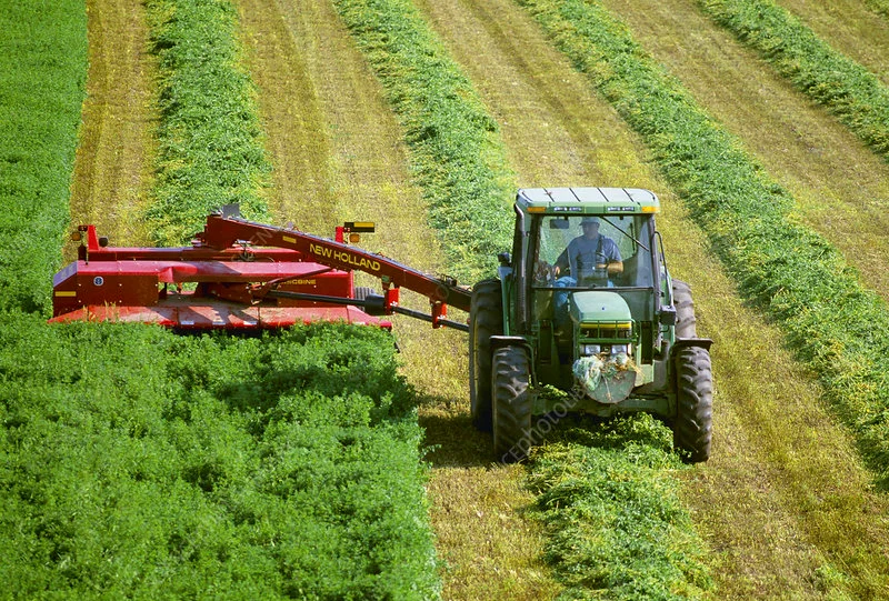 alfalfa hay harvesting