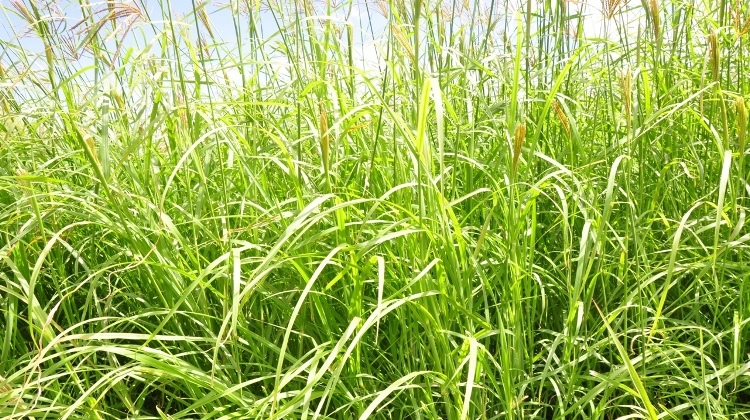 what is rhodes grass hay