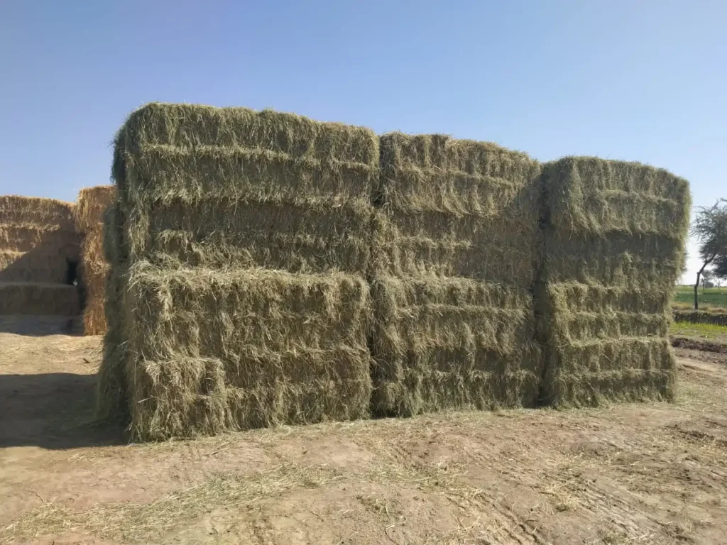 Benefits of Rhodes Grass Hay for Dairy Cows